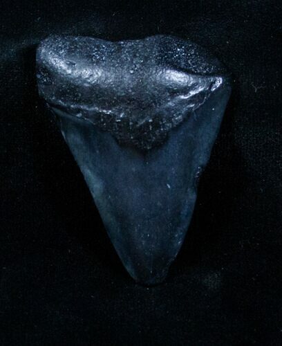 Bargain Megalodon Tooth - Venice, FL #3813